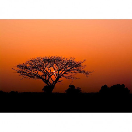 Kenia 363647 - Mural Decorativo Decoas